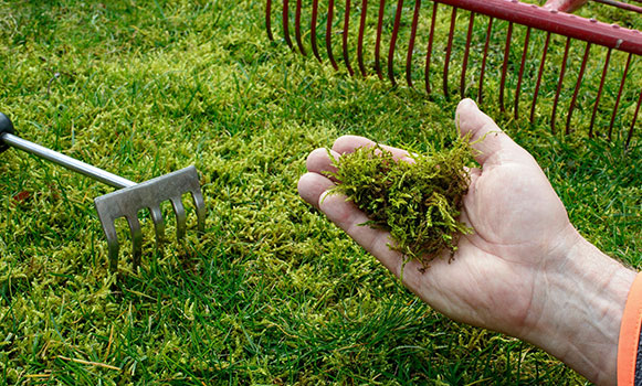 Moss Control